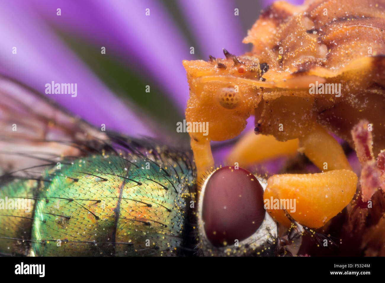 Ambush bug is using its long mouthparts to eat a bright green fly on an