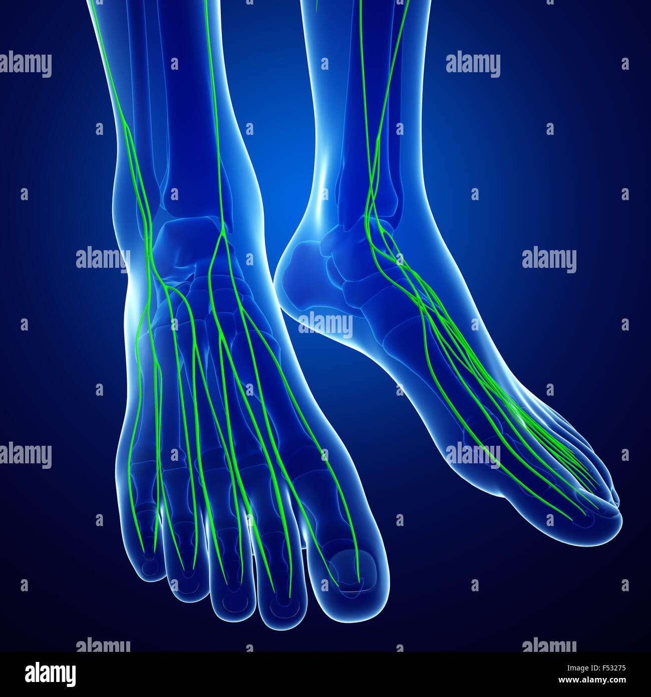 Illustration of human body lymphatic system Stock Photo - Alamy