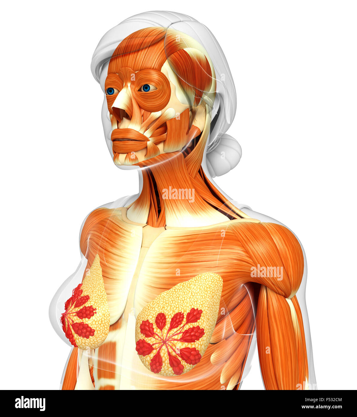 Matlab Plot Human Body 3d rendered illustration of human body Stock Photo - Alamy