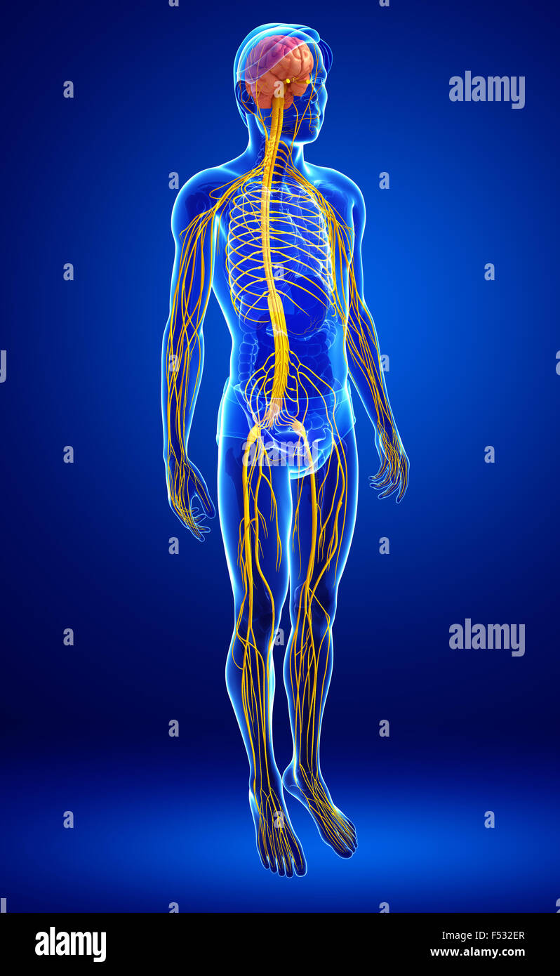 Illustration of Male nervous system artwork Stock Photo - Alamy