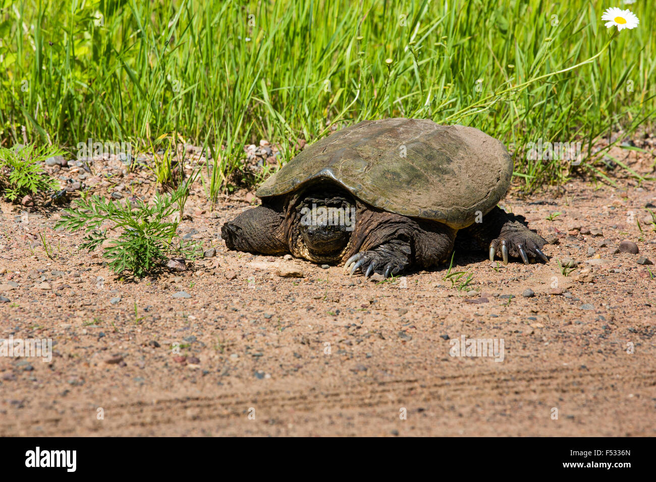 Common snapping turtle Stock Photo