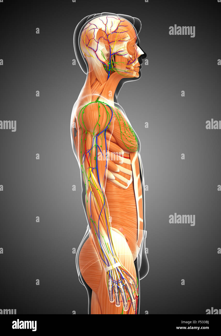Matlab Plot Human Body 3d rendered illustration of human body Stock Photo - Alamy