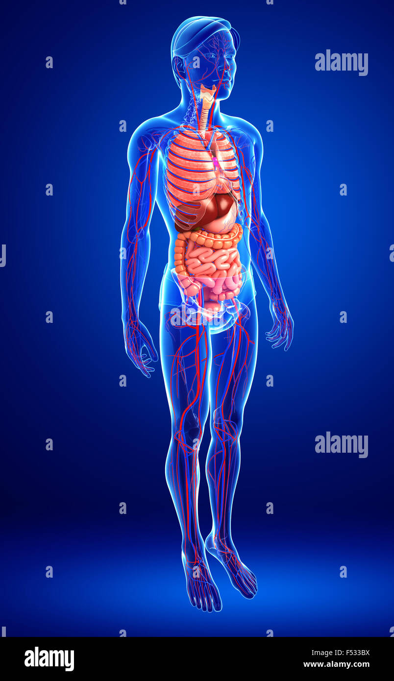 Digestive and circulatory system of male body artwork Stock Photo - Alamy