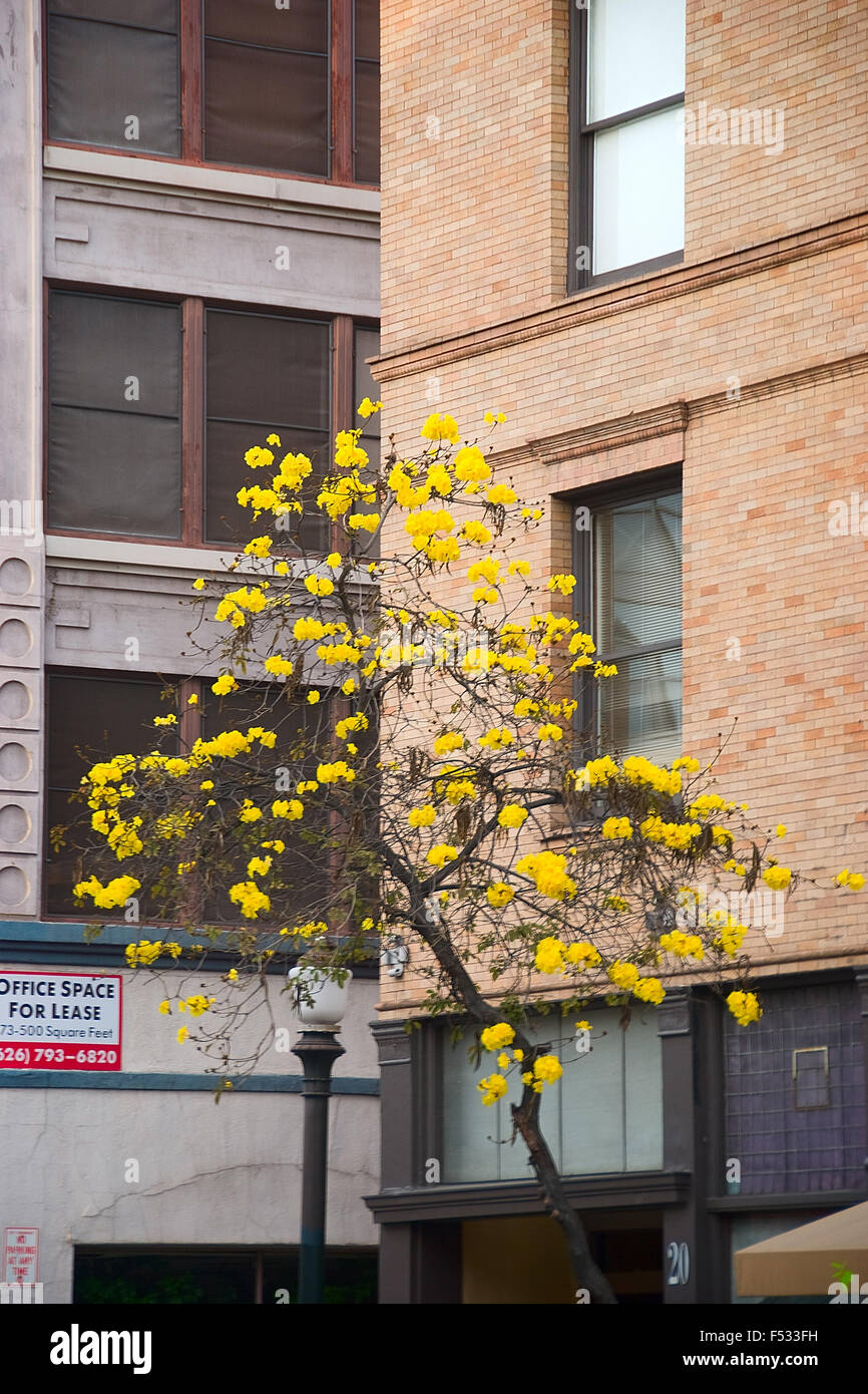 Pasadena California, Beautiful picture of a tree in the city hall in