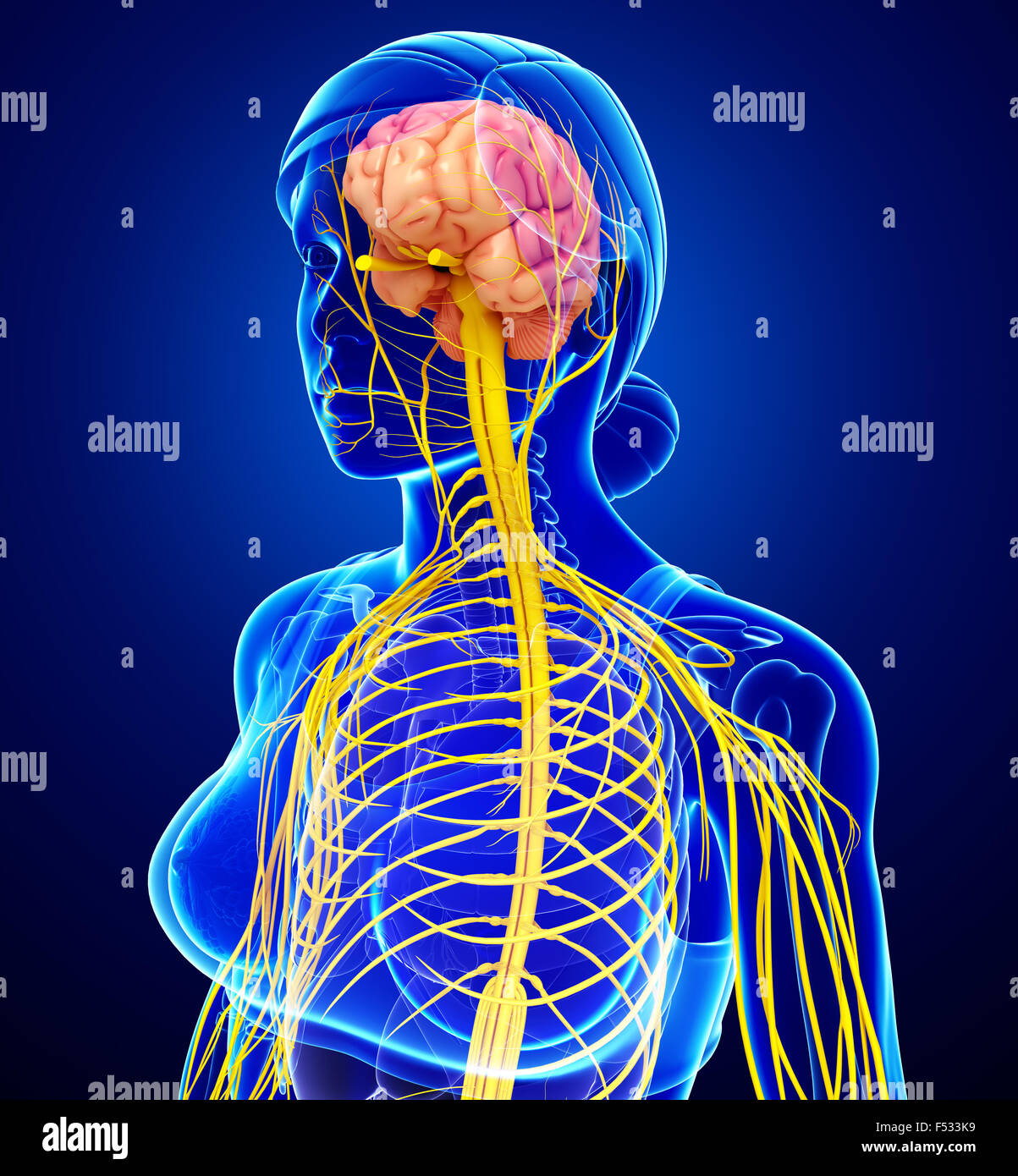 организм человека нервная система. цнс подростка. спокойная нервная система. патологии центральной нервной системы. формирование нервной системы у ребенка.