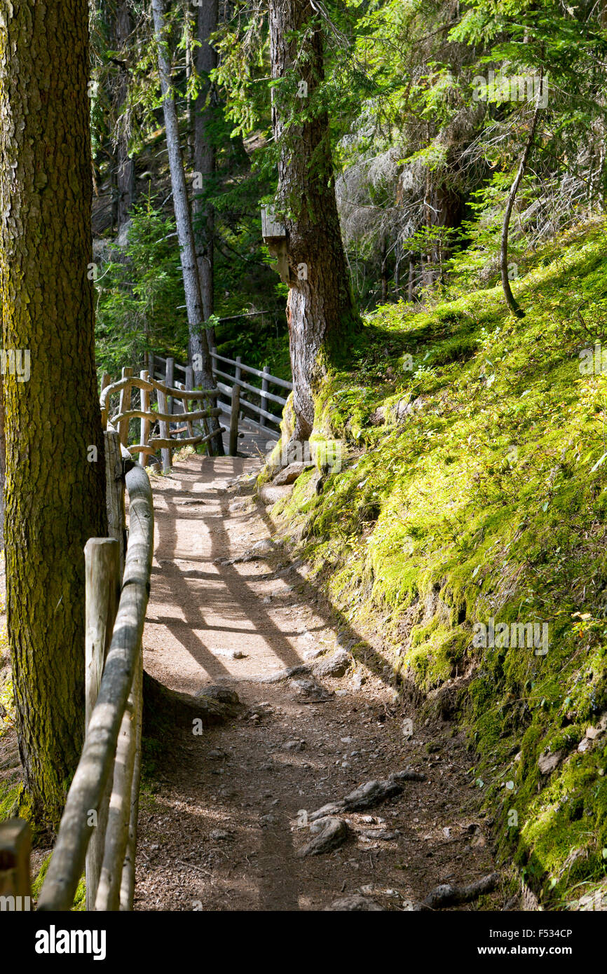 Montane forest hires stock photography and images Alamy