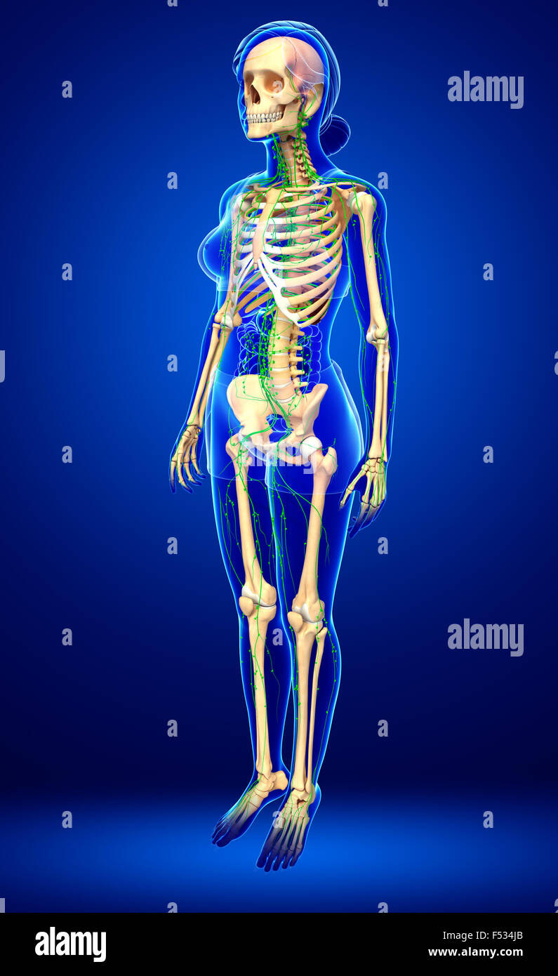 Illustration of Female skeleton with lymphatic system Stock Photo - Alamy
