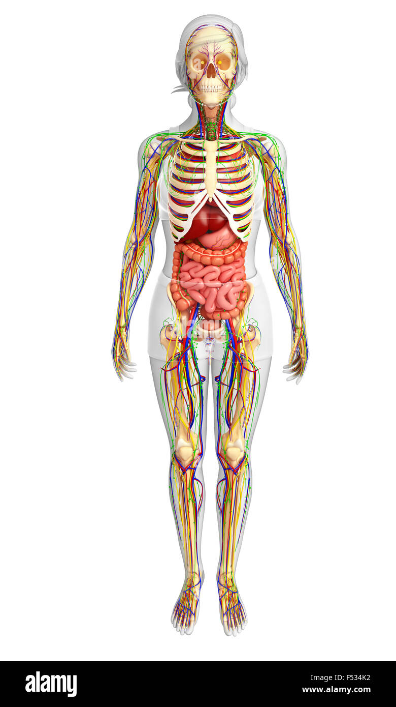 illustration of Lymphatic, skeletal, nervous and circulatory system of ...