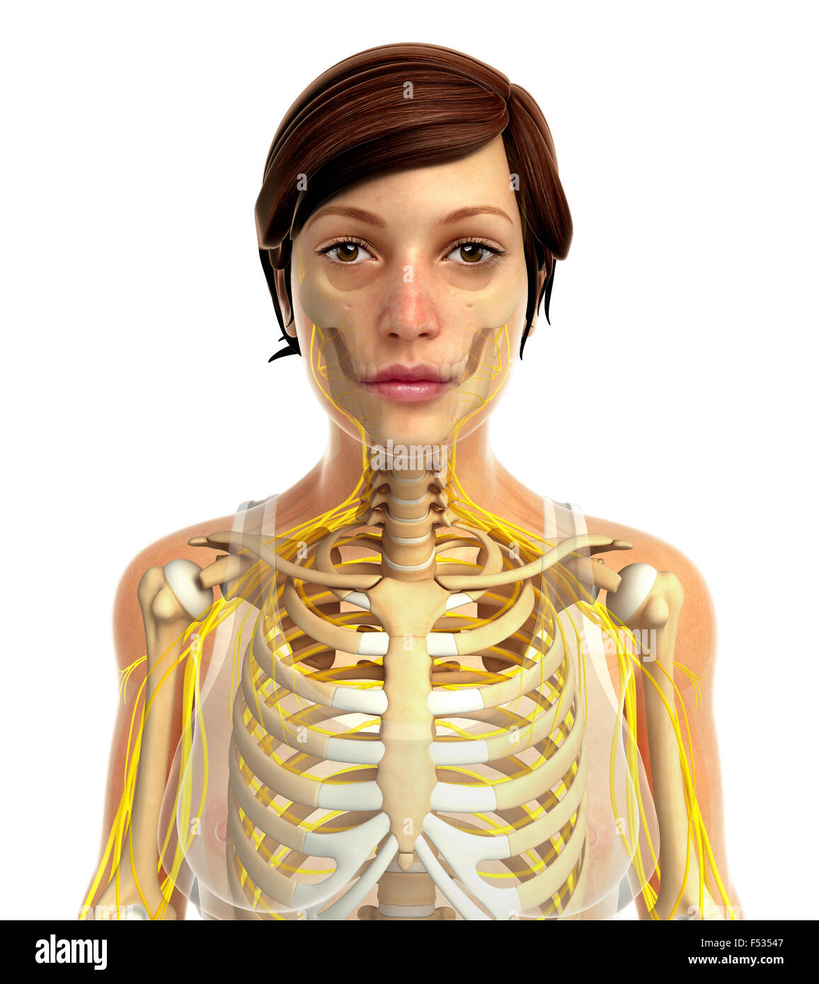 3d rendered illustration of human body anatomy Stock Photo Alamy