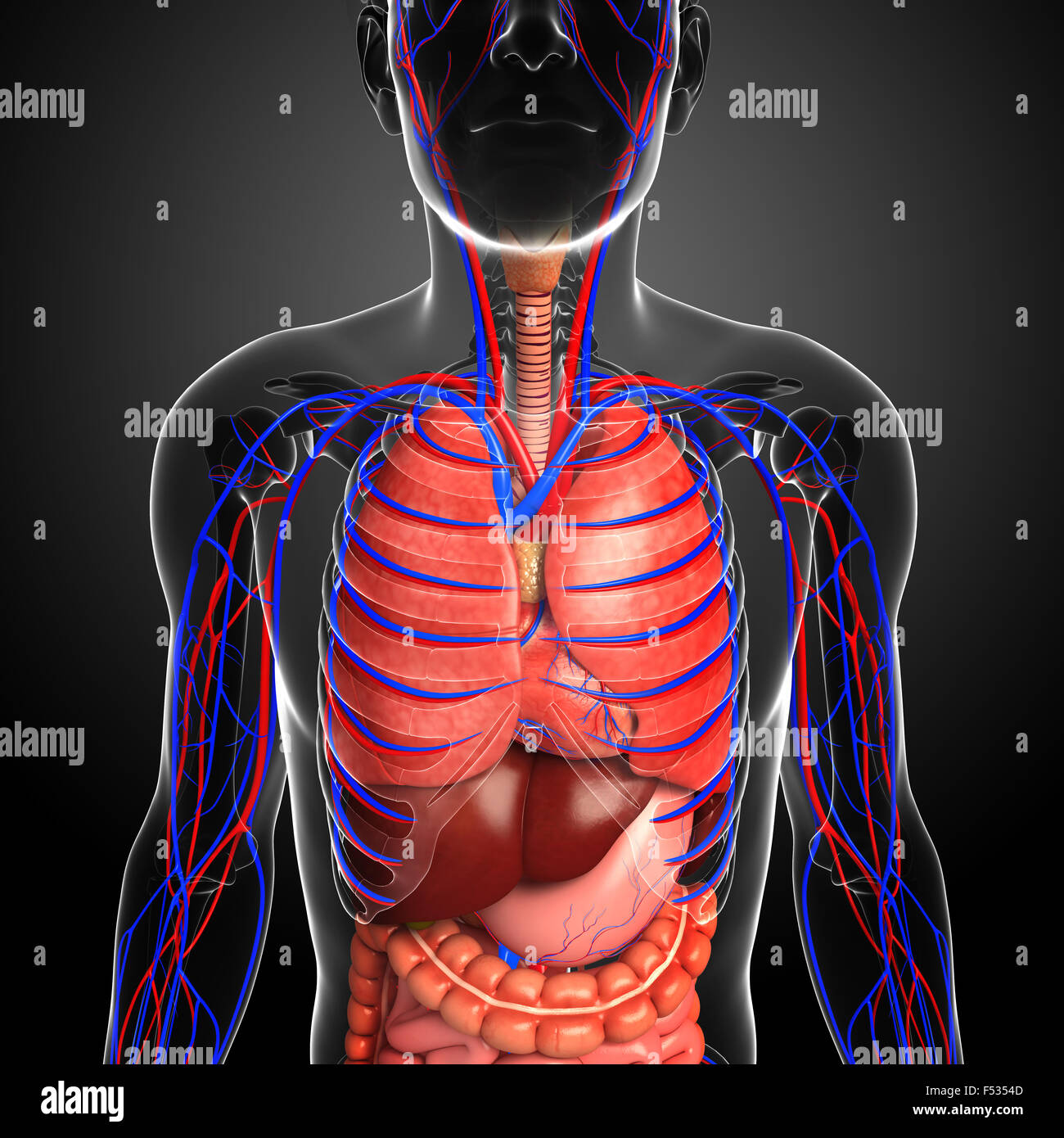 Illustration of male respiratory and circulatory system Stock Photo Alamy