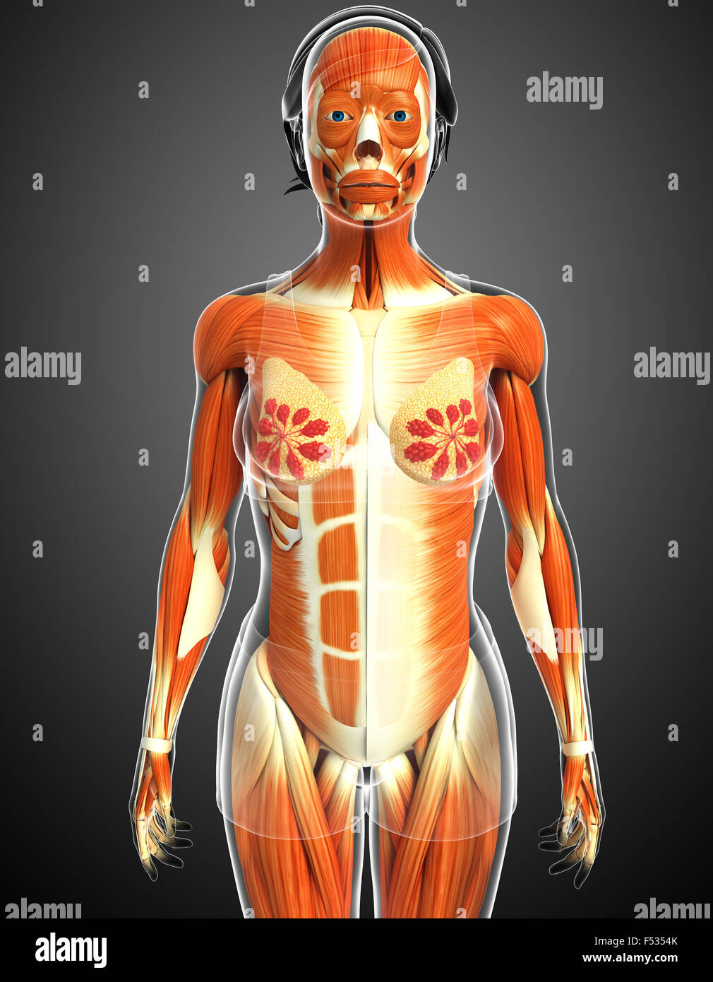 3d rendered illustration of human body anatomy Stock Photo - Alamy