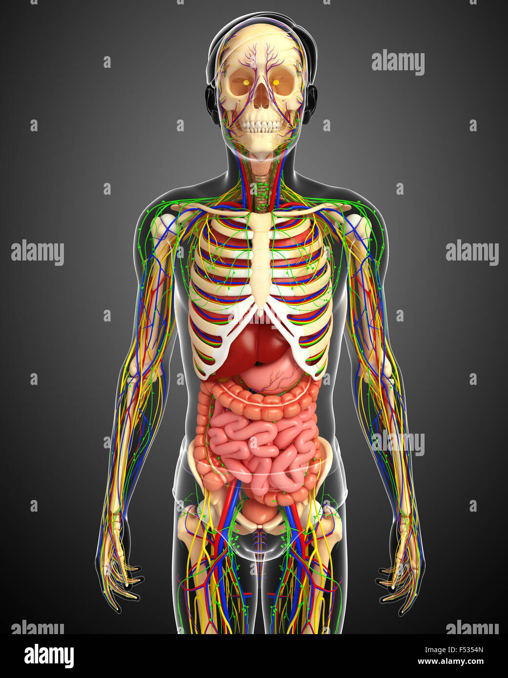 illustration of Lymphatic, skeletal, nervous and circulatory system of ...