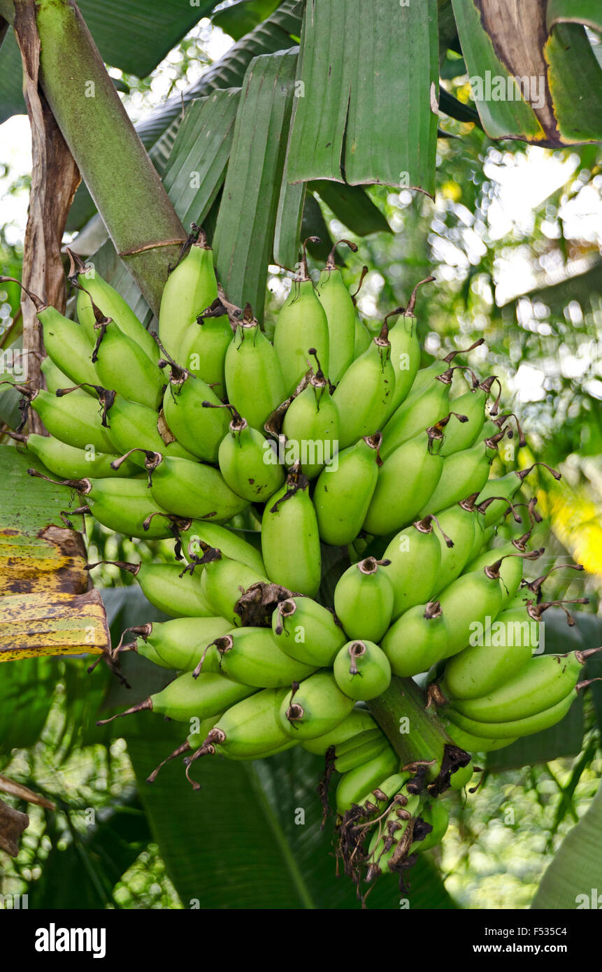 Java, banana tree Stock Photo - Alamy