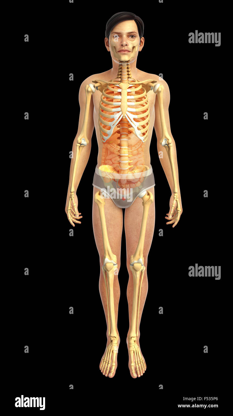 Physical Body 3d rendered illustration of human body anatomy Stock Photo - Alamy