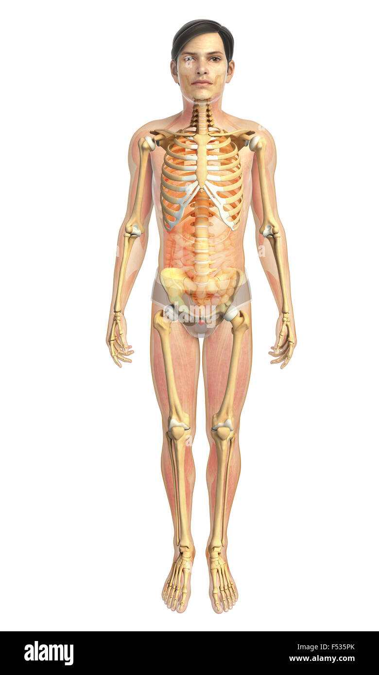 Physical Body 3d rendered illustration of human body anatomy Stock Photo - Alamy