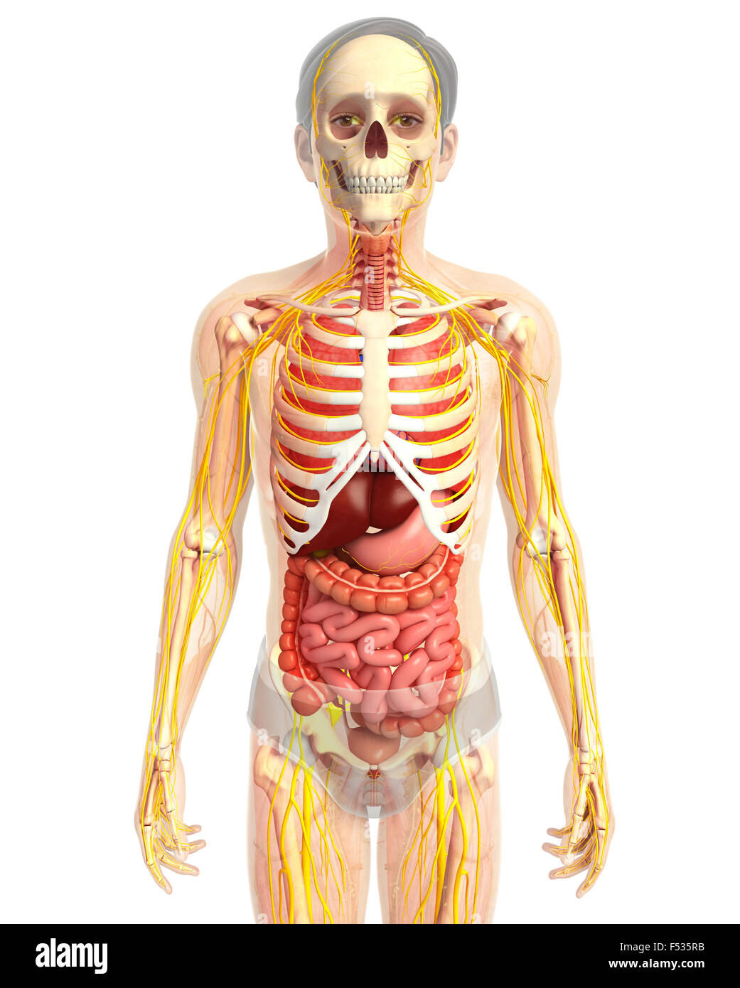 3d rendered illustration of human body anatomy Stock Photo - Alamy