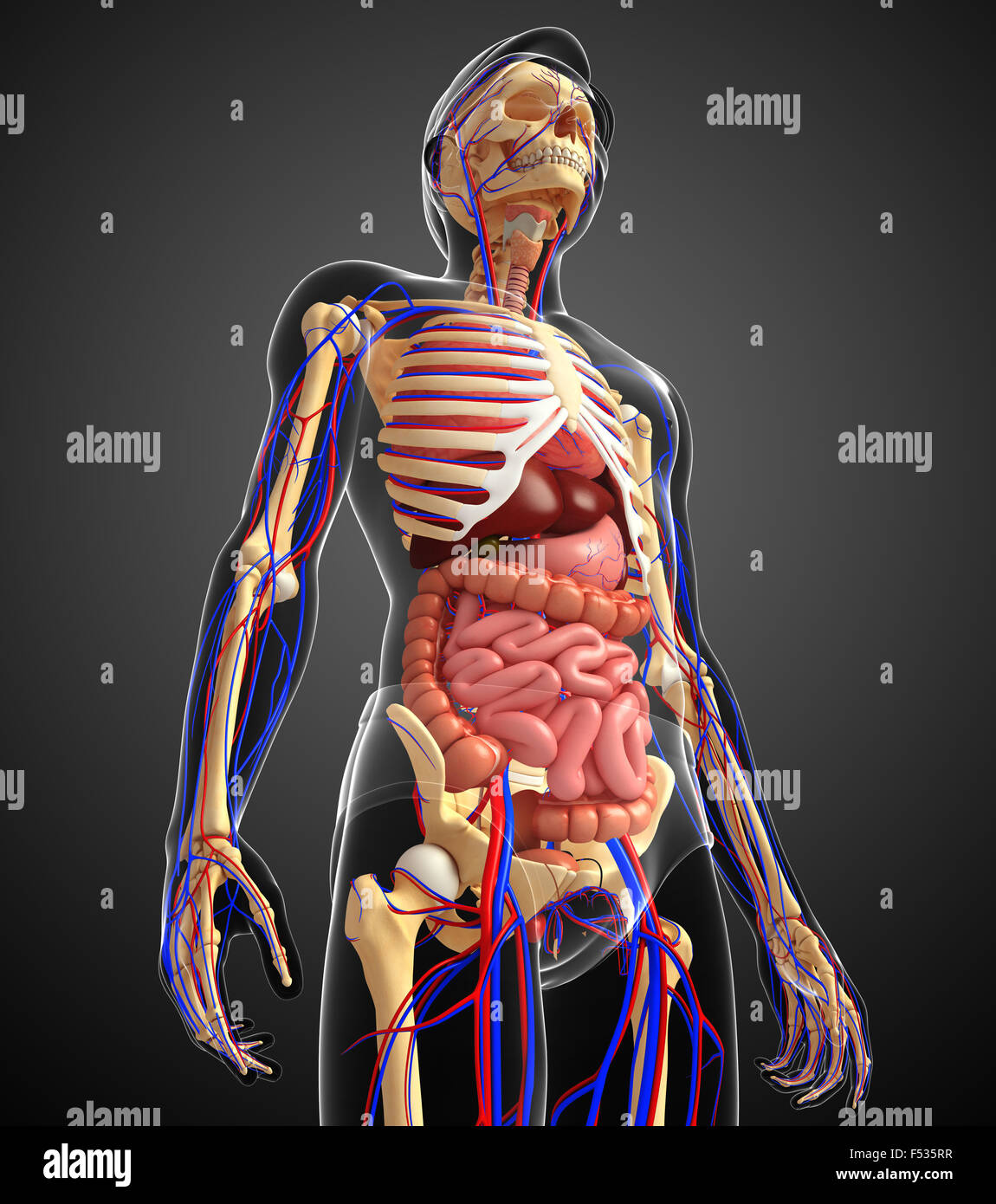 Illustration of male skeletal, digestive and circulatory system Stock ...