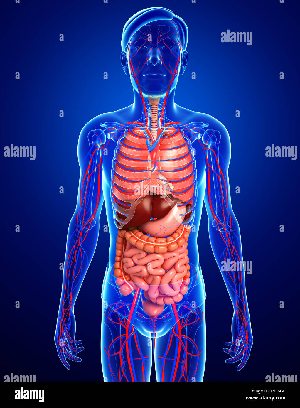 Digestive and circulatory system of male body artwork Stock Photo - Alamy