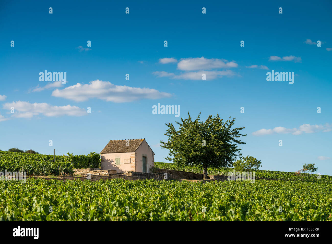 Vineyard, Savigny Les Beaune, Cote d'Or, Burgundy, France, Europe Stock Photo