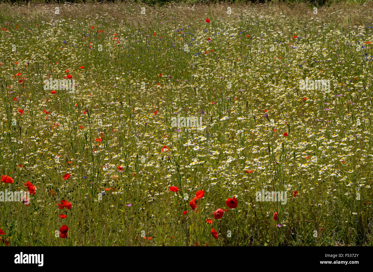 Wild flower meadow Stock Photo - Alamy