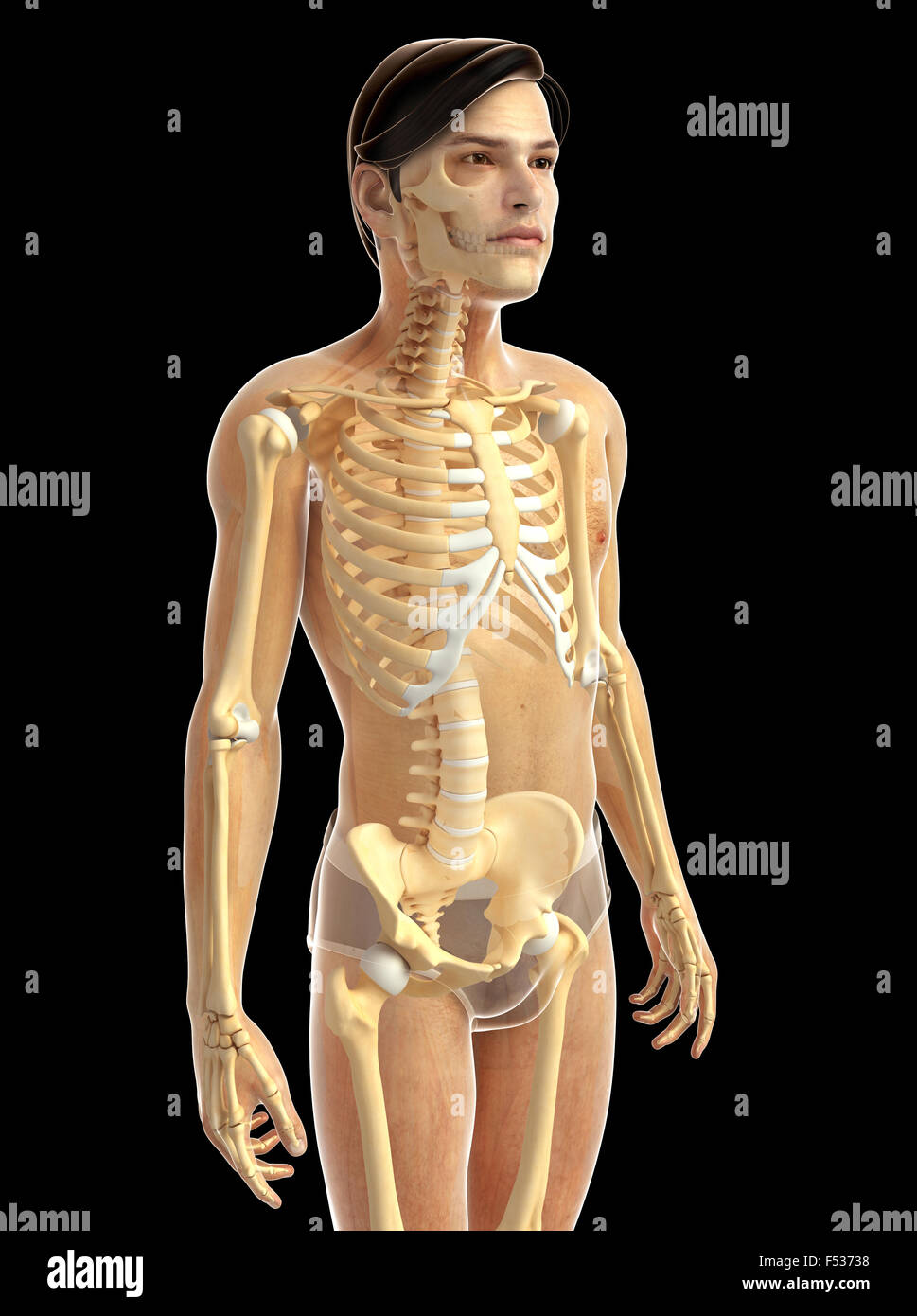 Physical Body 3d rendered illustration of human body anatomy Stock Photo - Alamy