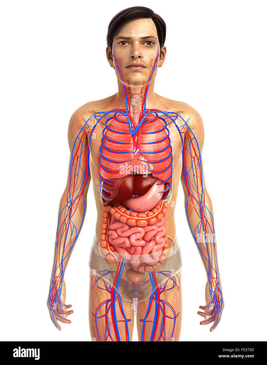 Physical Body 3d rendered illustration of human body anatomy Stock Photo - Alamy