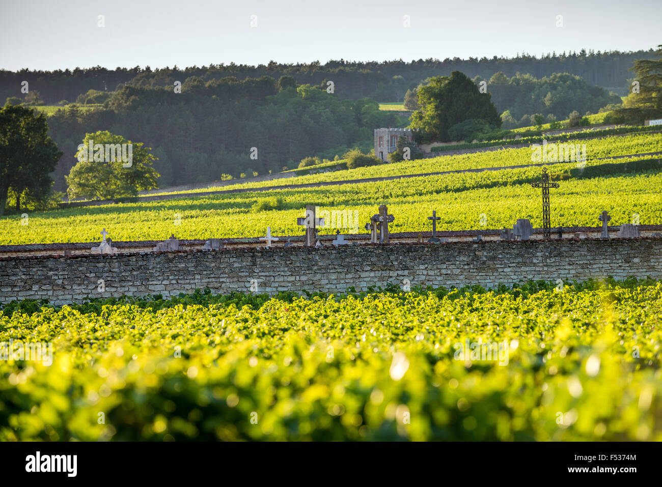 Vineyard, Savigny Les Beaune, Cote d'Or, Burgundy, France, Europe Stock Photo
