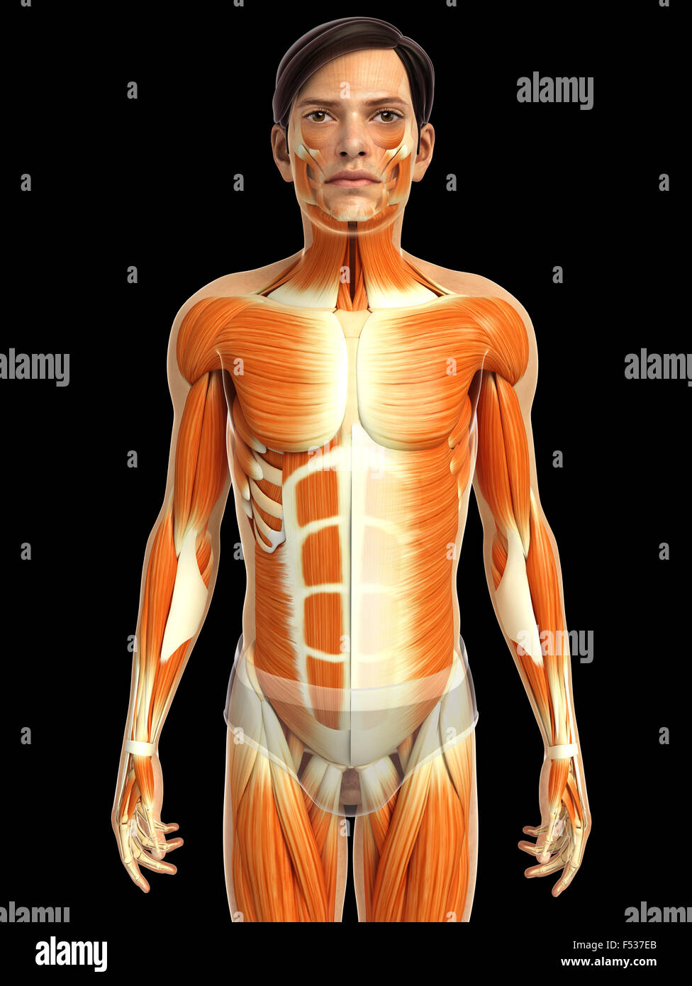 Physical Body 3d rendered illustration of human body anatomy Stock Photo - Alamy
