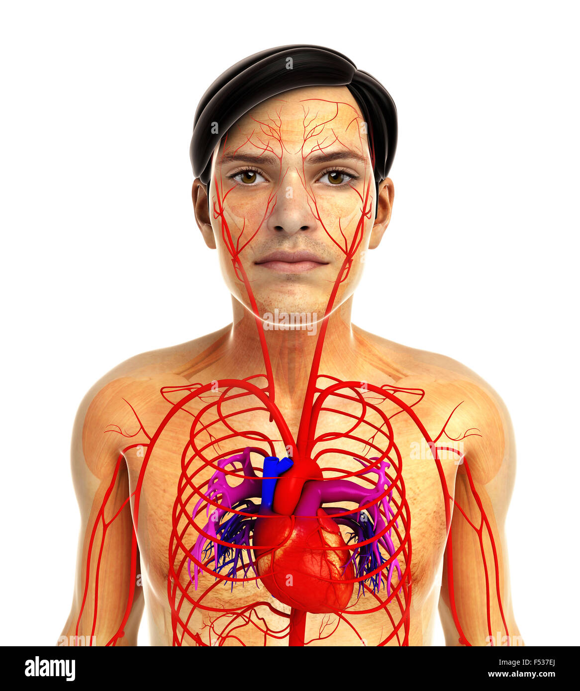 3d rendered illustration of human body anatomy Stock Photo Alamy