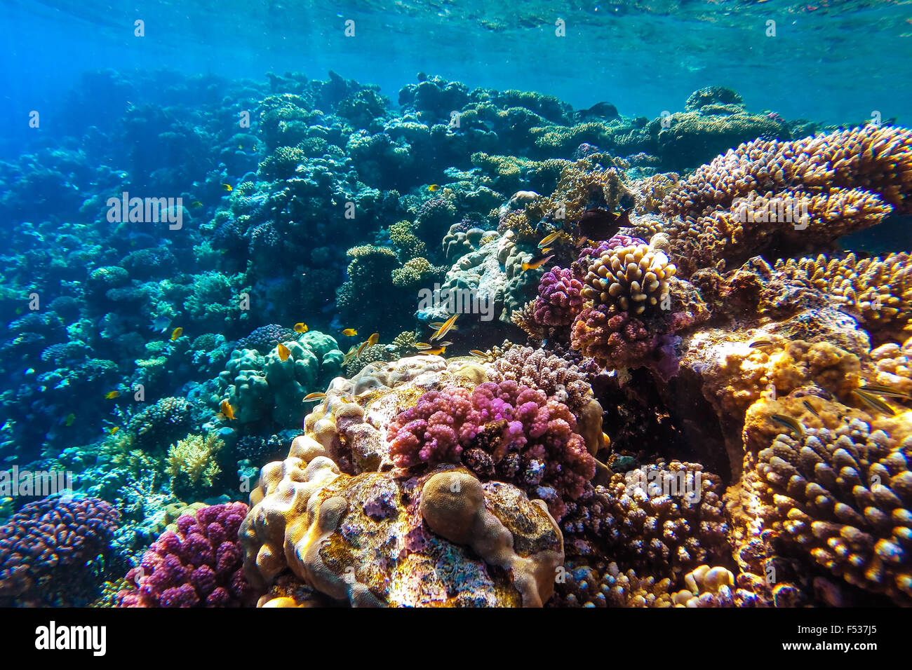 red sea coral reef with hard corals, fishes and sunny sky shining through clean water - underwater photo Stock Photo