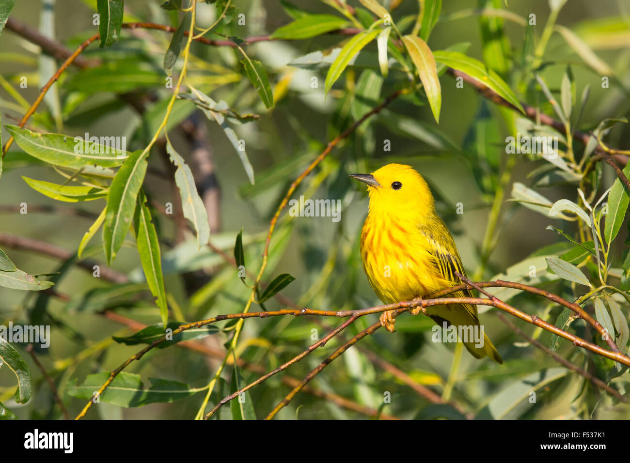 American yellow warbler - male Stock Photo - Alamy