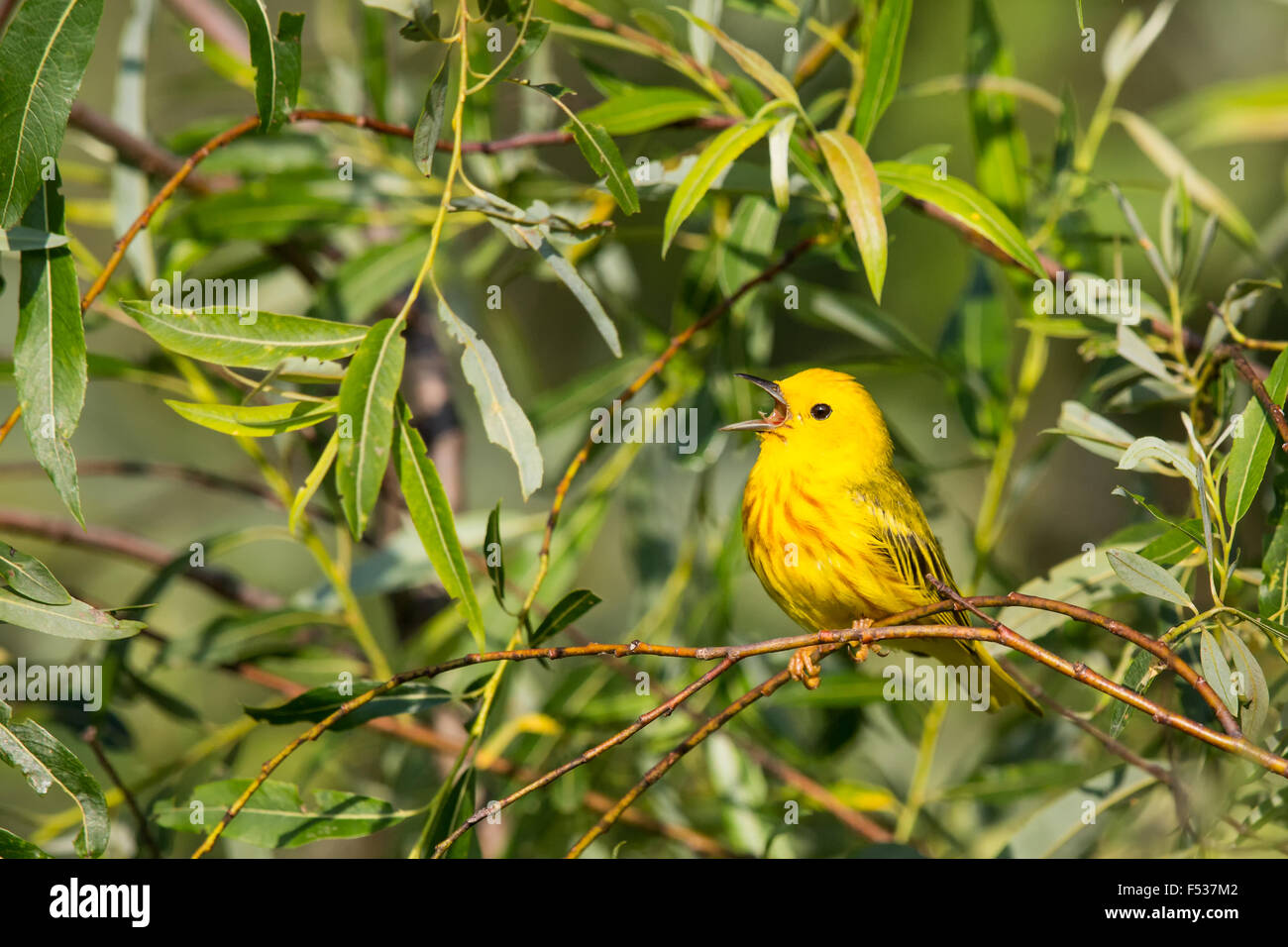 American yellow warbler - male Stock Photo - Alamy