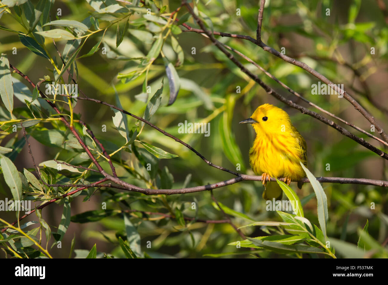 American yellow warbler - male Stock Photo - Alamy