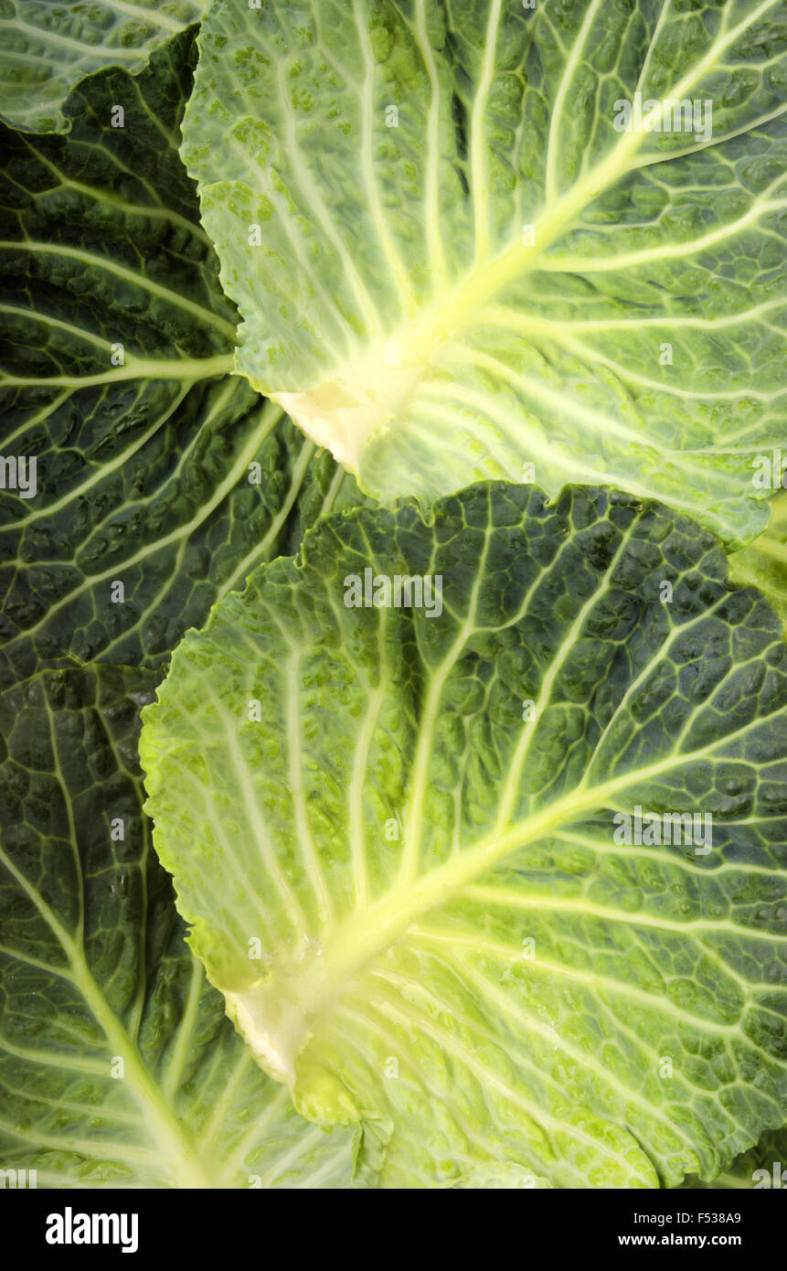 fresh cabbage leaves as a texture Stock Photo