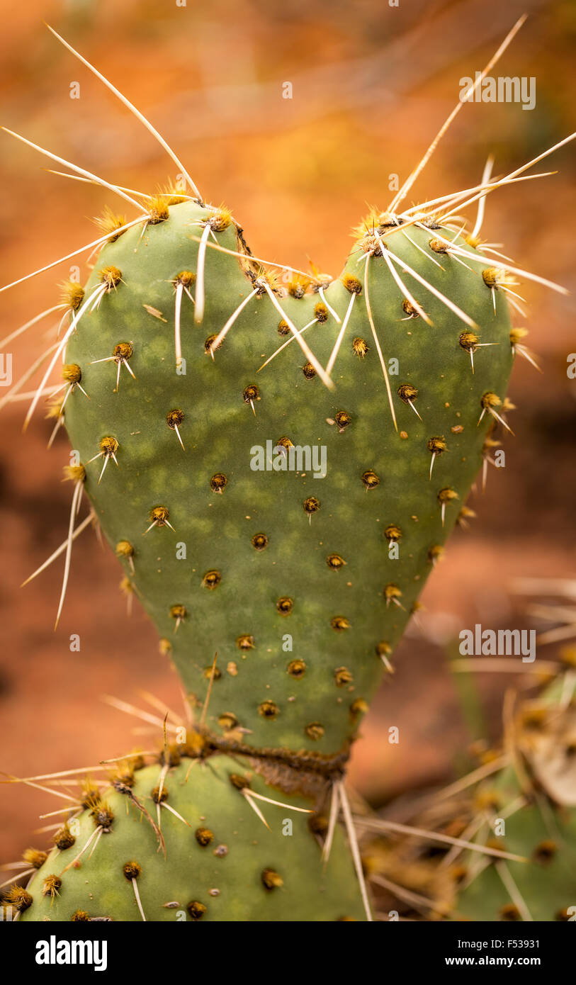 Heart Shaped Cactus Stock Photo