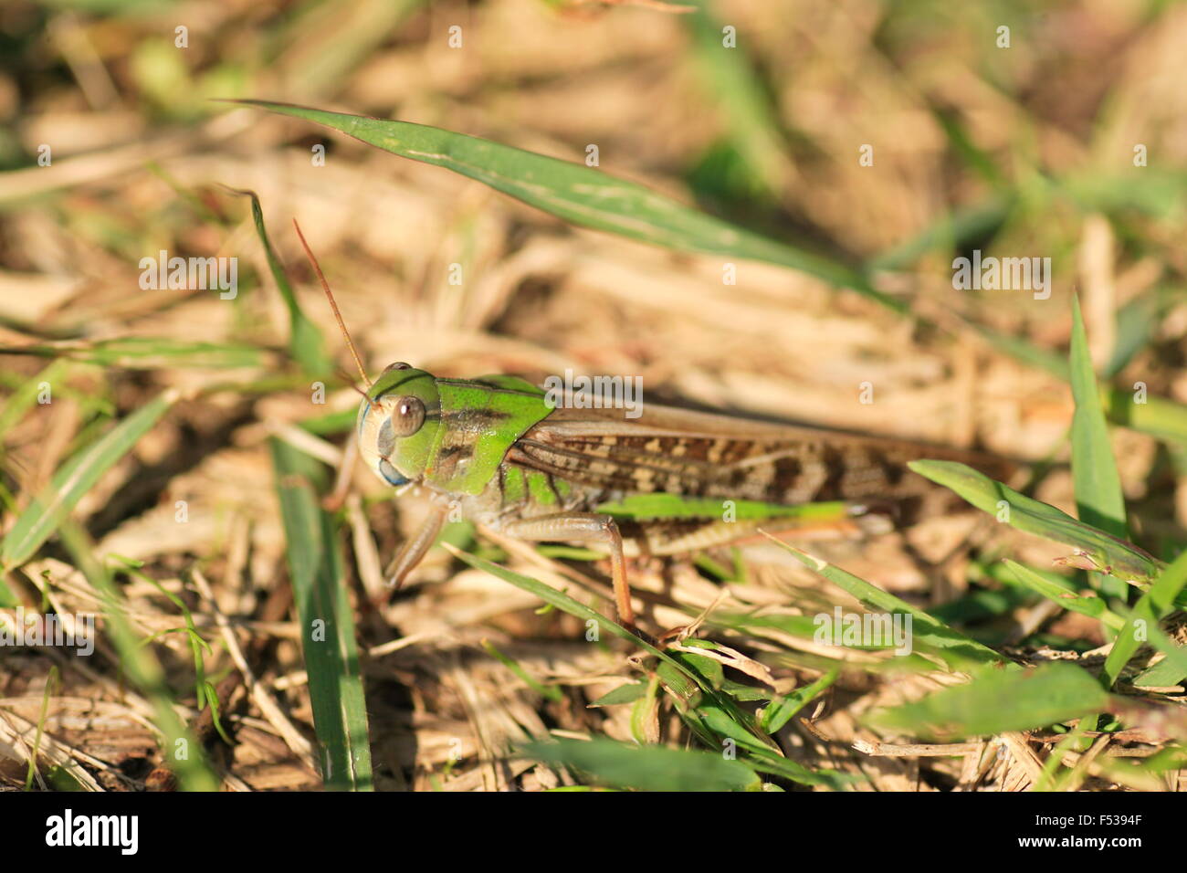 Migratory locust (Locusta migratoria ) in Japan Stock Photo Alamy