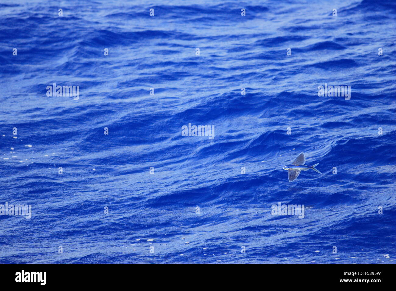 Flying fish flying on sea Stock Photo Alamy