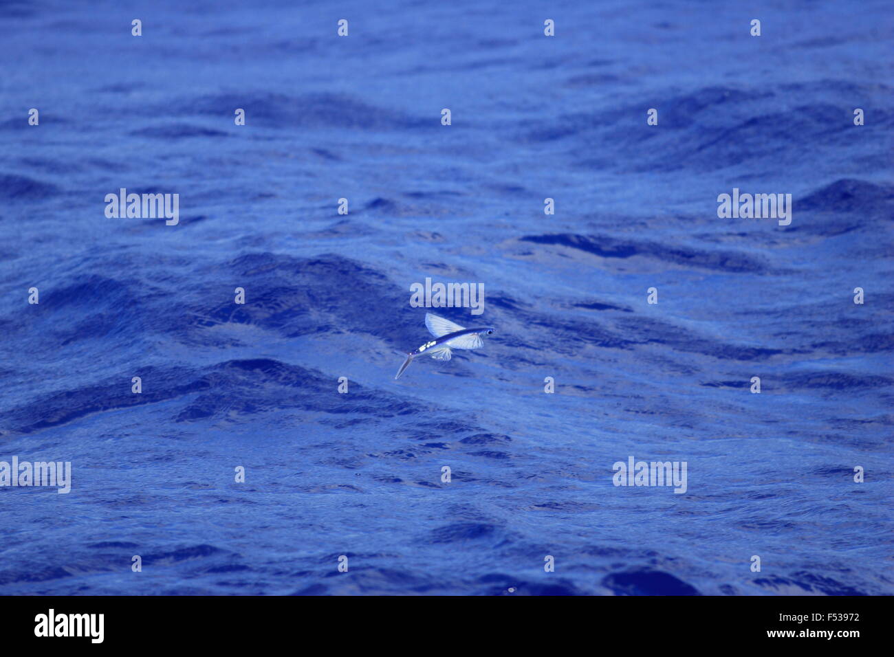 Flying fish flying on sea Stock Photo Alamy