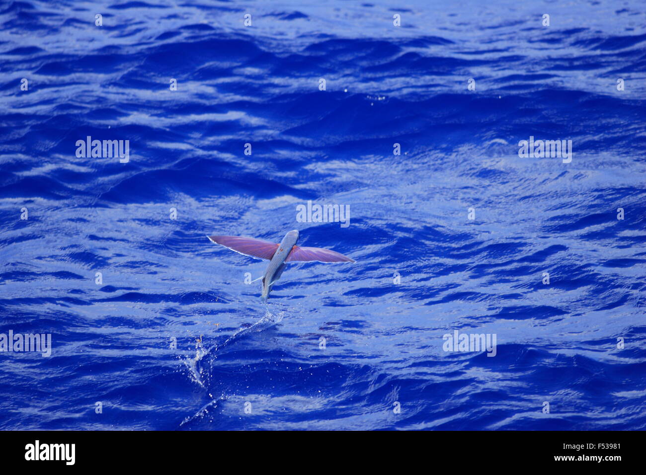 Flying fish flying on sea Stock Photo Alamy