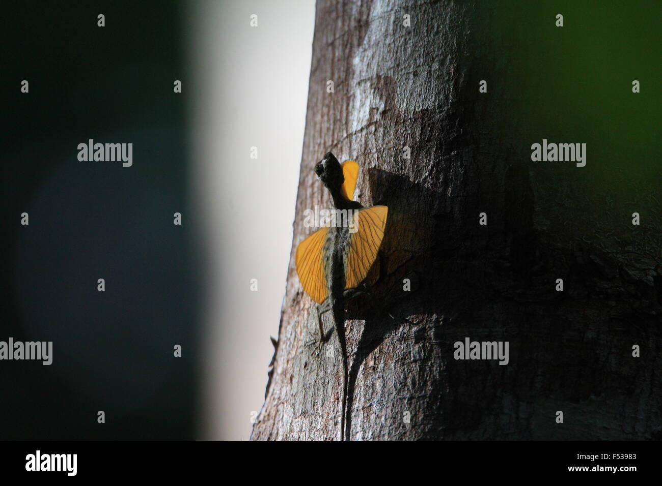 Flying Lizard in Tangkoko National Park,Sulawesi,Indonesia Stock Photo ...