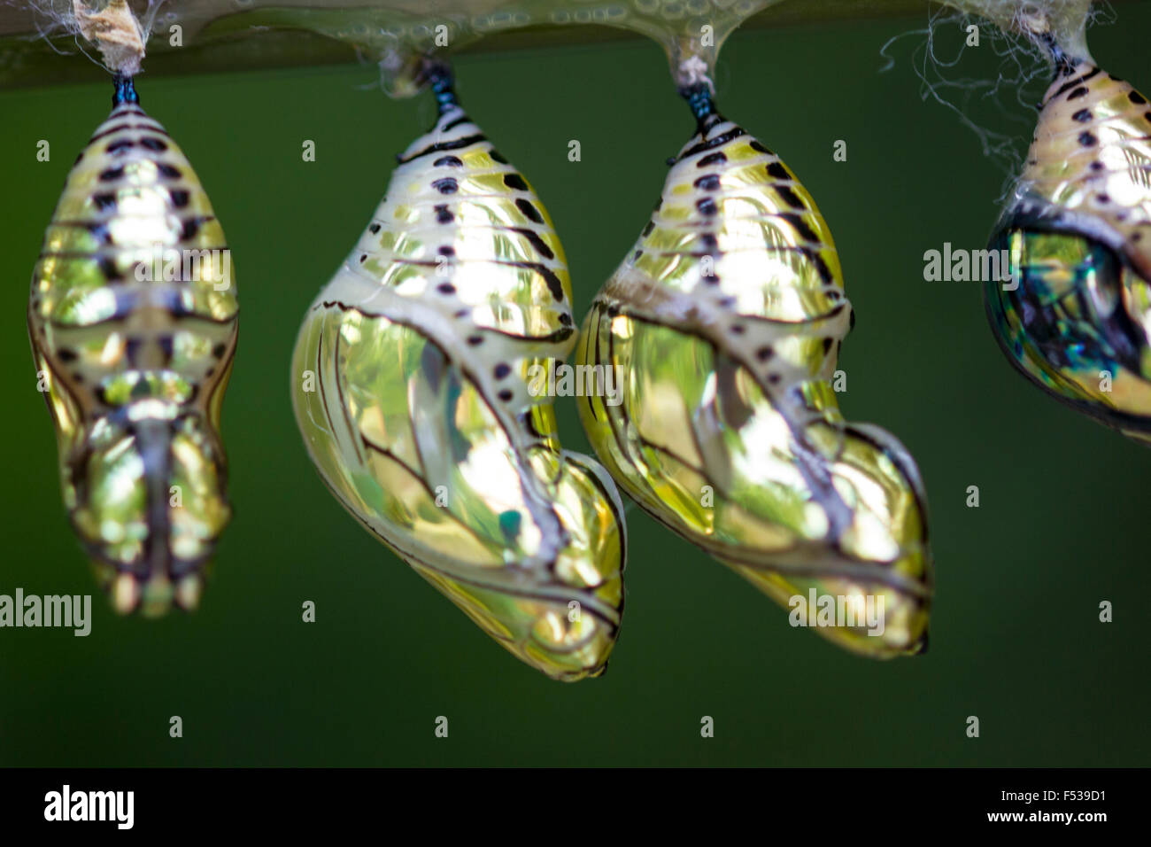 Chrysalis Butterfly High Resolution Stock Photography and Images Alamy