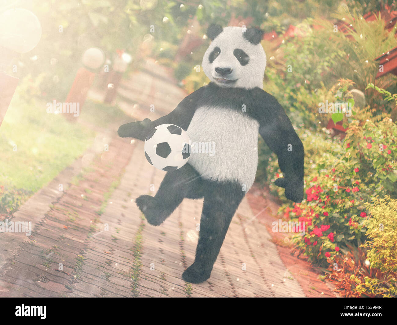 Panda football player. chasing soccer ball foot against backdrop Resort  Thailand. juggling ball bear. character background pavin Stock Photo - Alamy