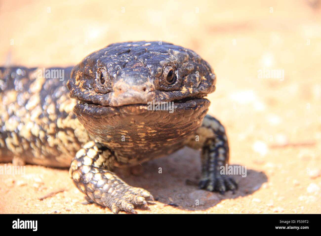 Shingleback ,Stump-tailed skink (Trachydosaurus rugosus) in Australia Stock Photo