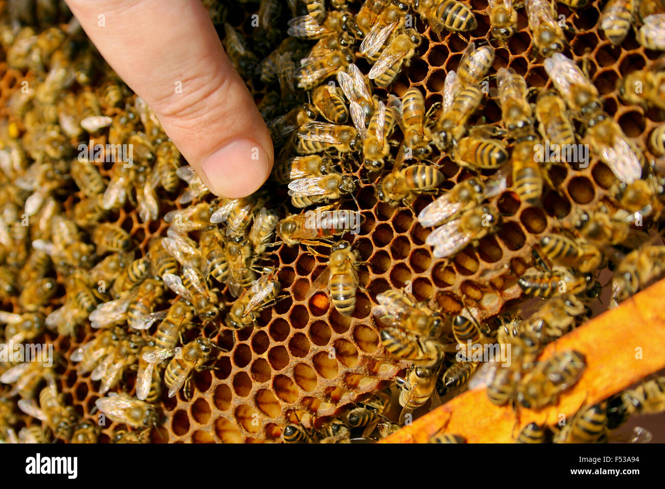 Busy bees, close up view of the working bees on honeycomb. Bees close up showing some animals with the queen bee in the middle a Stock Photo