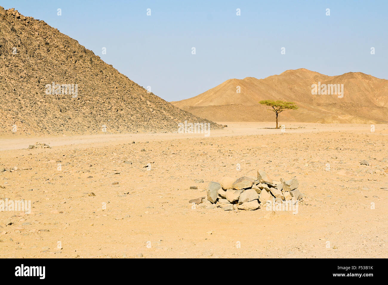 Lonely tree in the egyptian desert on the blue sky and mountains
