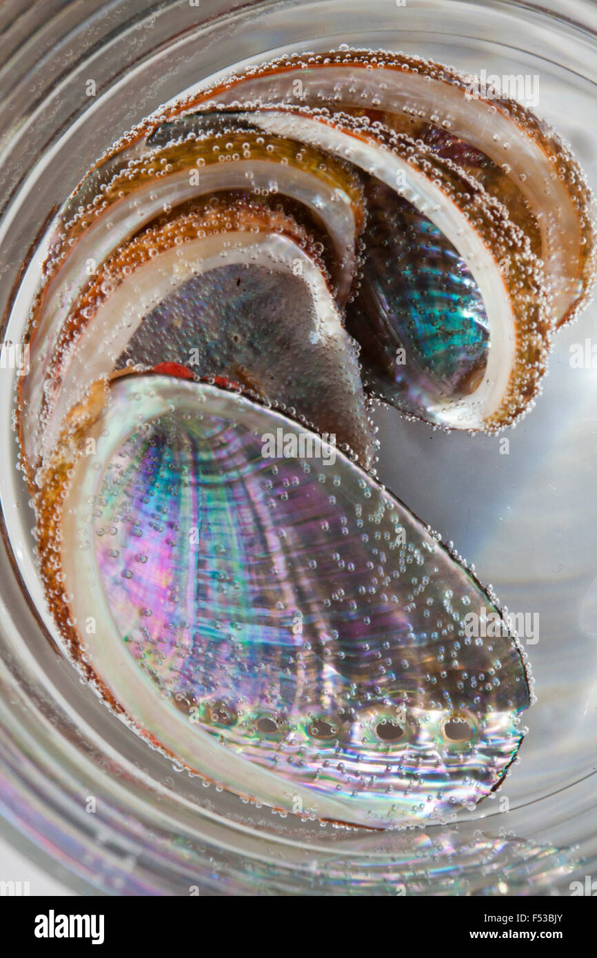 Abalone shell hires stock photography and images Alamy