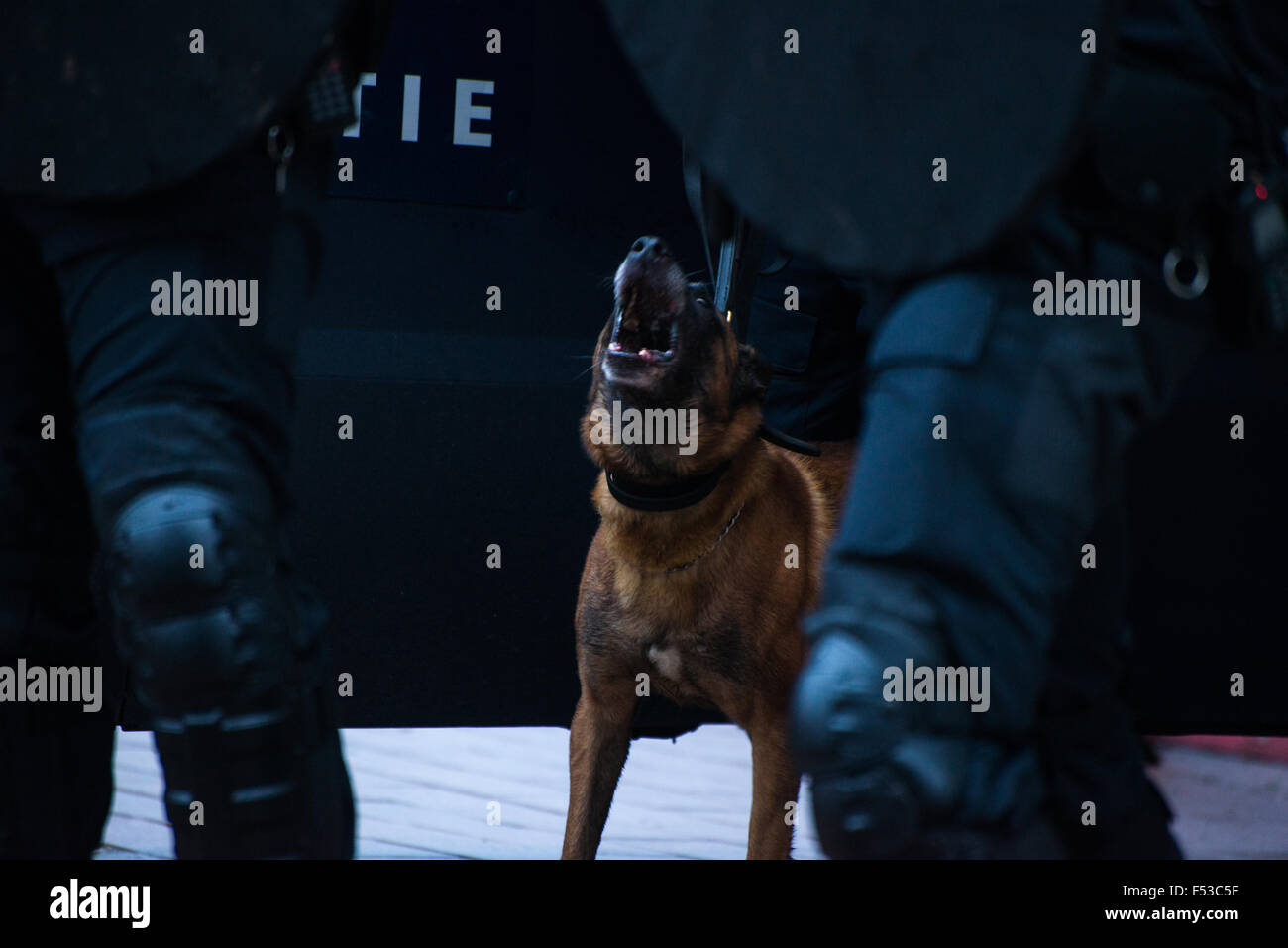 Barking Riot Police Dog, Netherlands Stock Photo