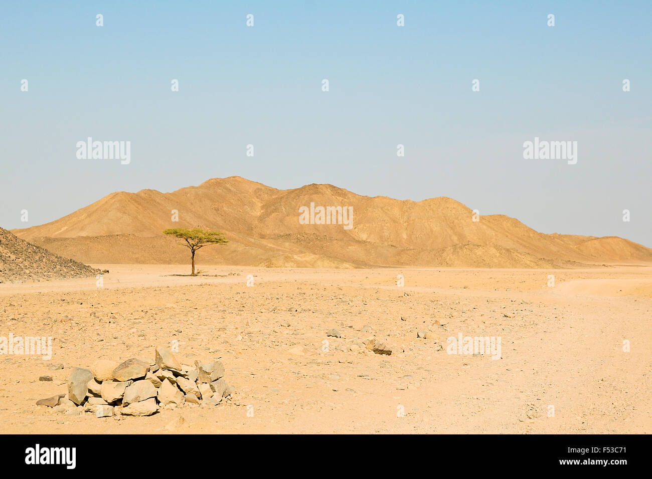 Single tree in drought desert hi-res stock photography and images - Alamy