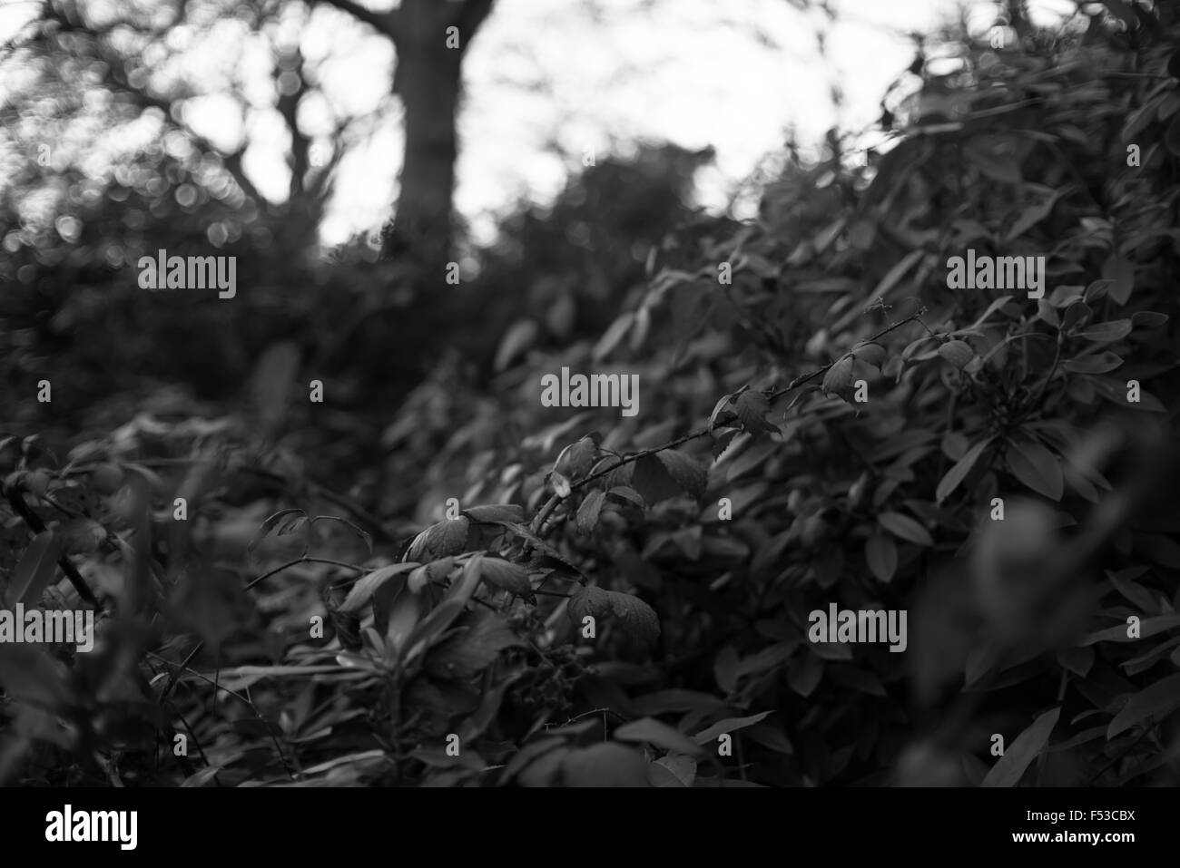 Dendron Black and White Stock Photos & Images - Alamy