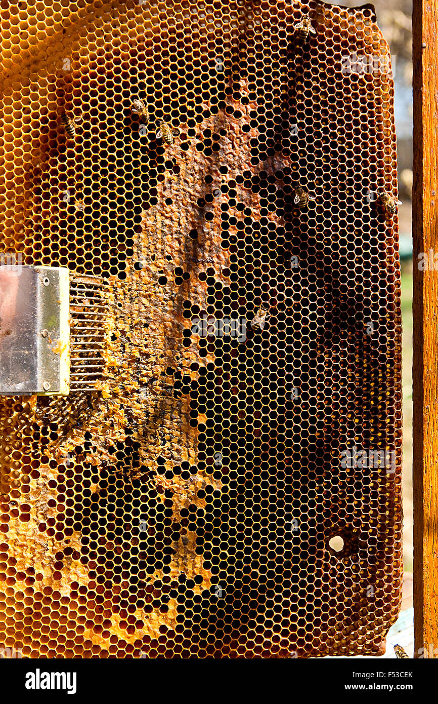Bees works on honeycomb and tool for opening honeycombs. Stock Photo
